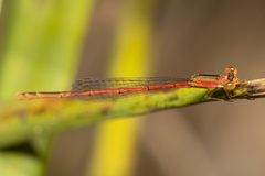 Agriocnemis rubricauda