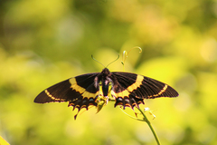 Papilio garamas