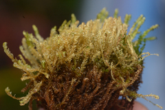 Hygrohypnella ochracea