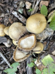 Stropharia coronilla