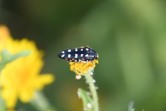 Acmaeodera gibbula