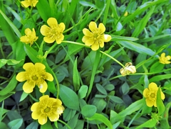 Ranunculus alismifolius