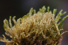 Hygrohypnella ochracea