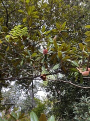 Magnoliaceae
