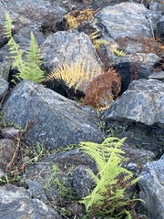 Dennstaedtia punctilobula