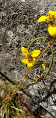 Helianthus porteri