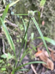 Cyperus hortensis