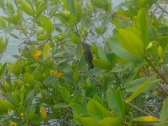Rhizophora mangle