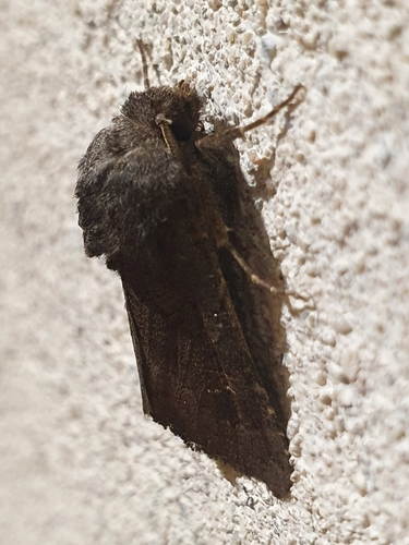 Mora nezábudková (Aporophyla lutulenta)