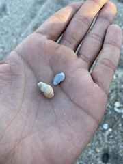 Ilyanassa trivittata