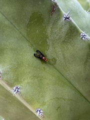 Diacrita