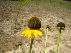 Helenium mexicanum