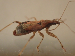 Himacerus mirmicoides