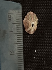 Fissurella microtrema