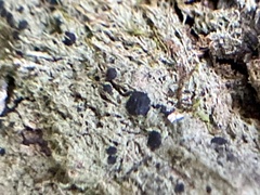 Bacidia schweinitzii