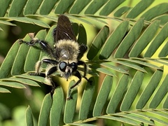 Laphria affinis