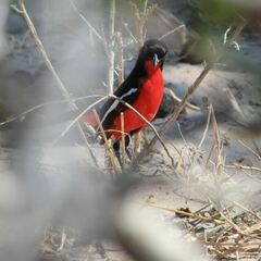 Laniarius atrococcineus