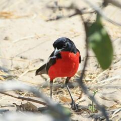 Laniarius atrococcineus