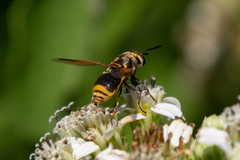 Hoplitimyia mutabilis