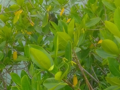 Rhizophora mangle