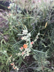 Sphaeralcea angustifolia