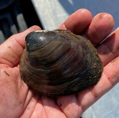 Reginaia ebenus