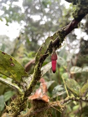 Macleania recumbens