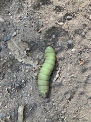 Pachysphinx occidentalis