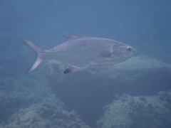 Lichia amia