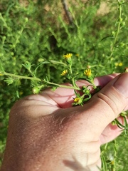 Dittrichia graveolens
