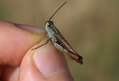 Chorthippus brunneus