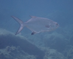 Lichia amia