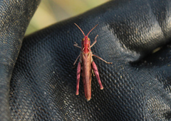 Chorthippus brunneus