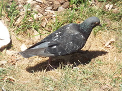 Columba livia domestica