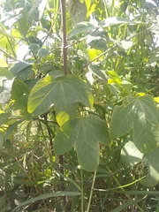 Passiflora subpeltata