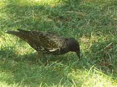 Sturnus vulgaris