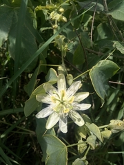 Passiflora subpeltata