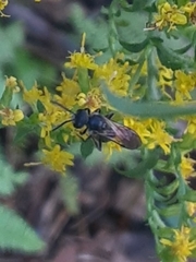 Ceratina calcarata