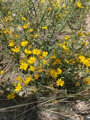 Heterotheca cinerascens