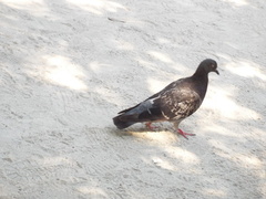 Columba livia domestica