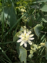 Passiflora subpeltata