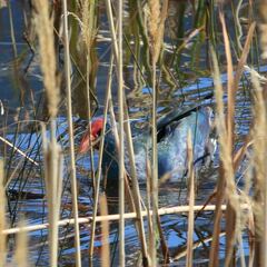 Porphyrio madagascariensis