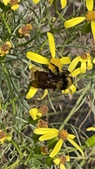 Bombus sonorus