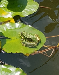 Pelophylax