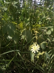 Passiflora subpeltata