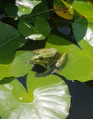 Pelophylax