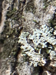 Heterodermia albicans