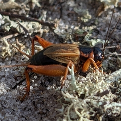 Gryllus firmus