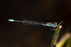 Austroagrion watsoni