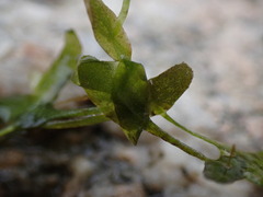 Lemna trisulca